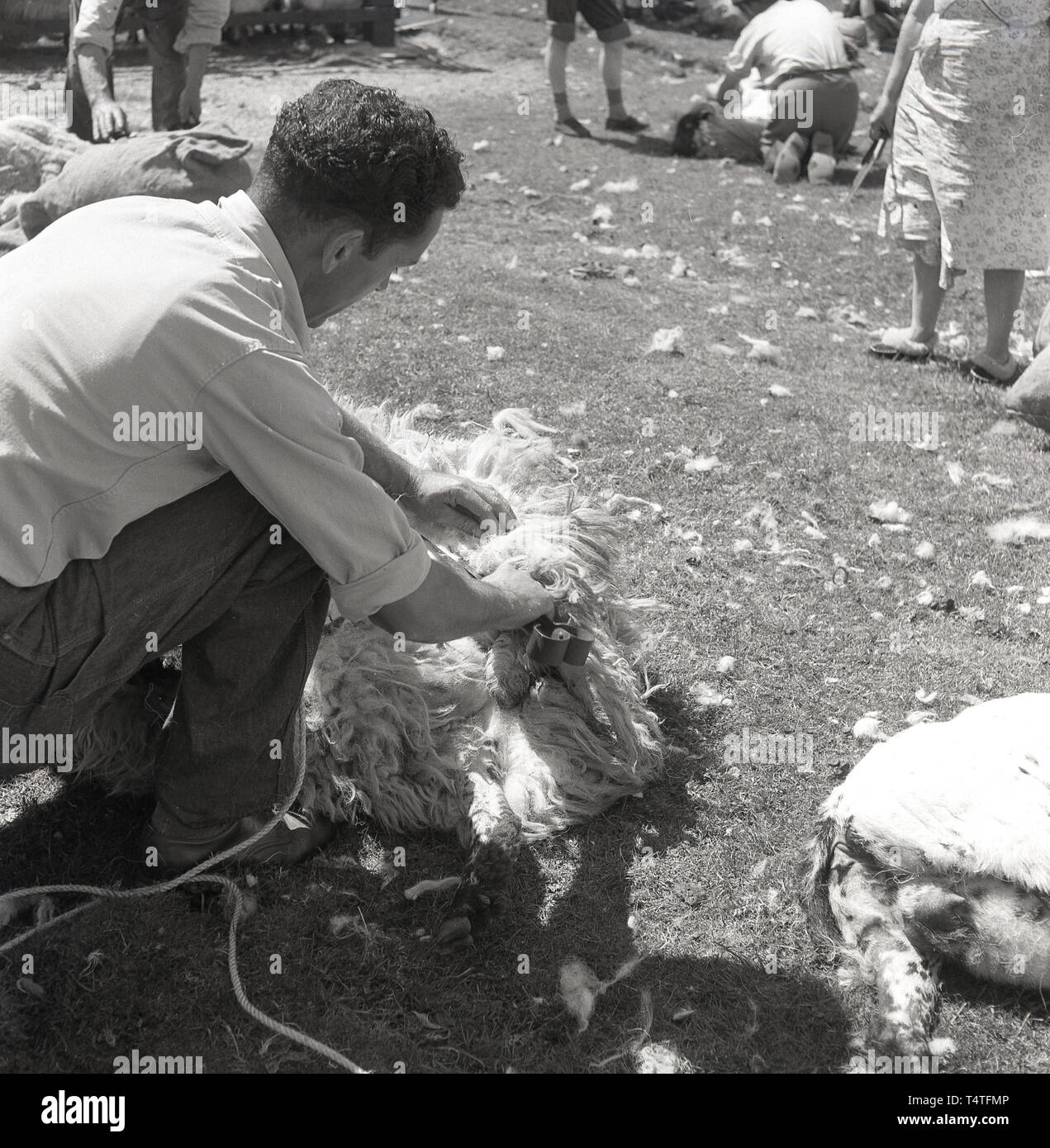 Sheep shearing historical hires stock photography and images Alamy