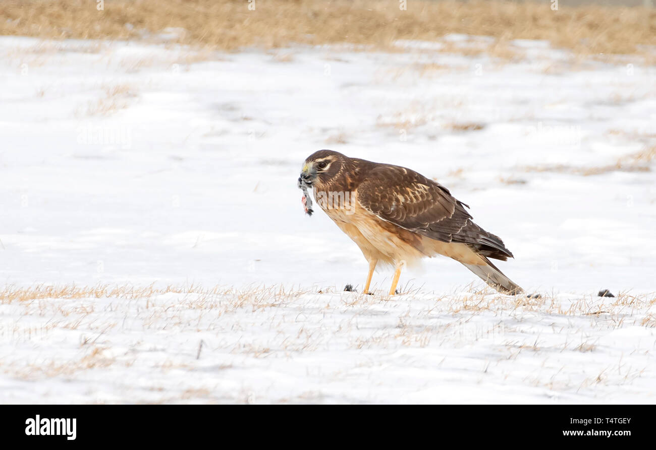Northern Harrier (Circus cyaneus) sitting in a snow covered field eating its prey in Canada Stock Photo