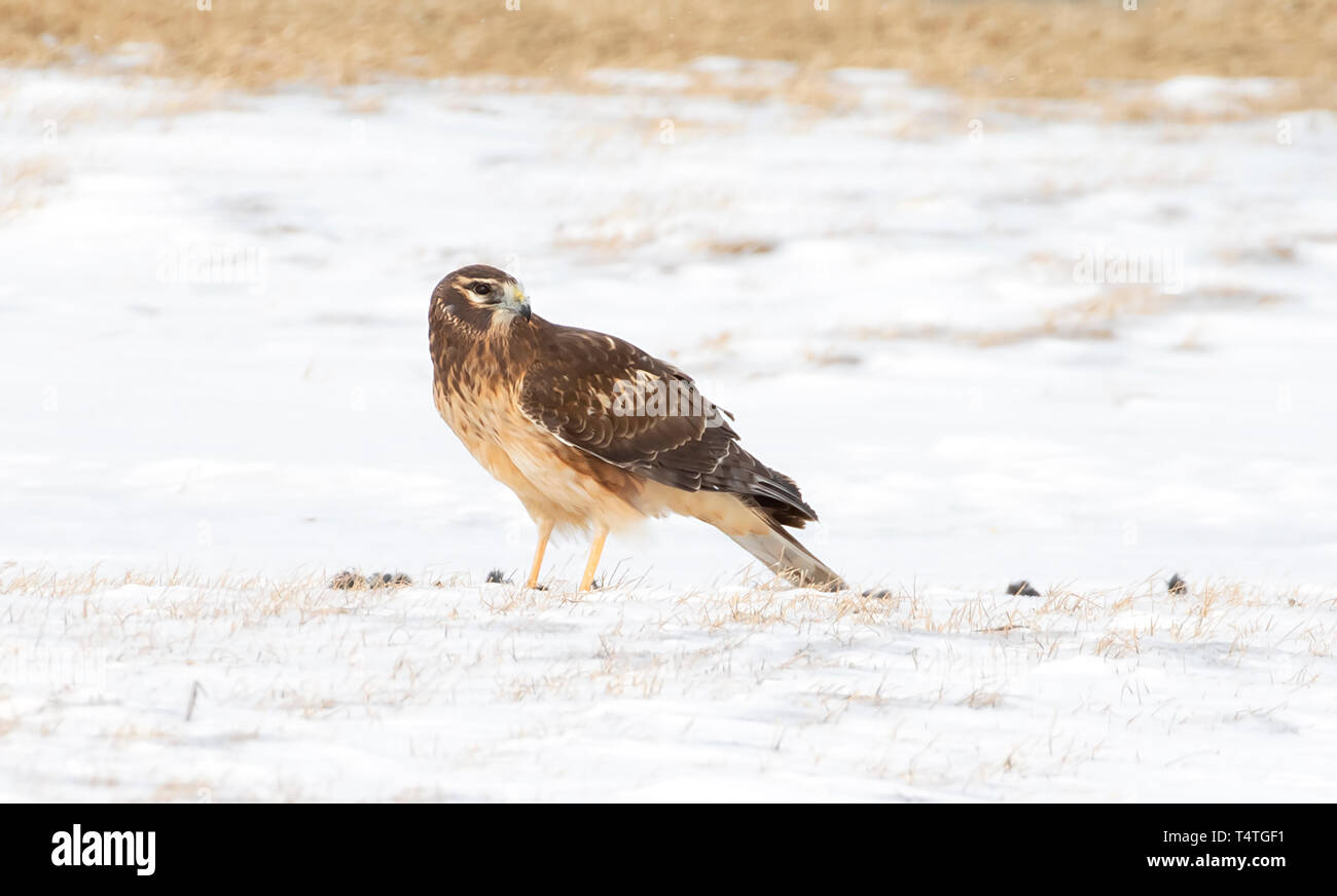 Northern Harrier (Circus cyaneus) sitting in a snow covered field eating its prey in Canada Stock Photo
