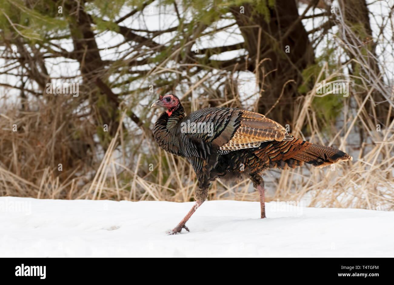 Eastern Wild Turkey Meleagris gallopavo closeup strutting along a country road in the snow in Canada Stock Photo