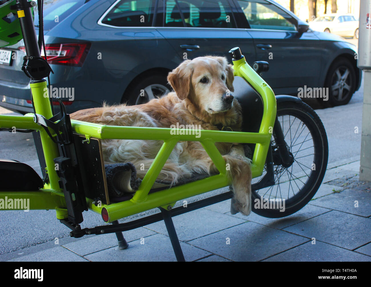 Animal tranport hires stock photography and images Alamy