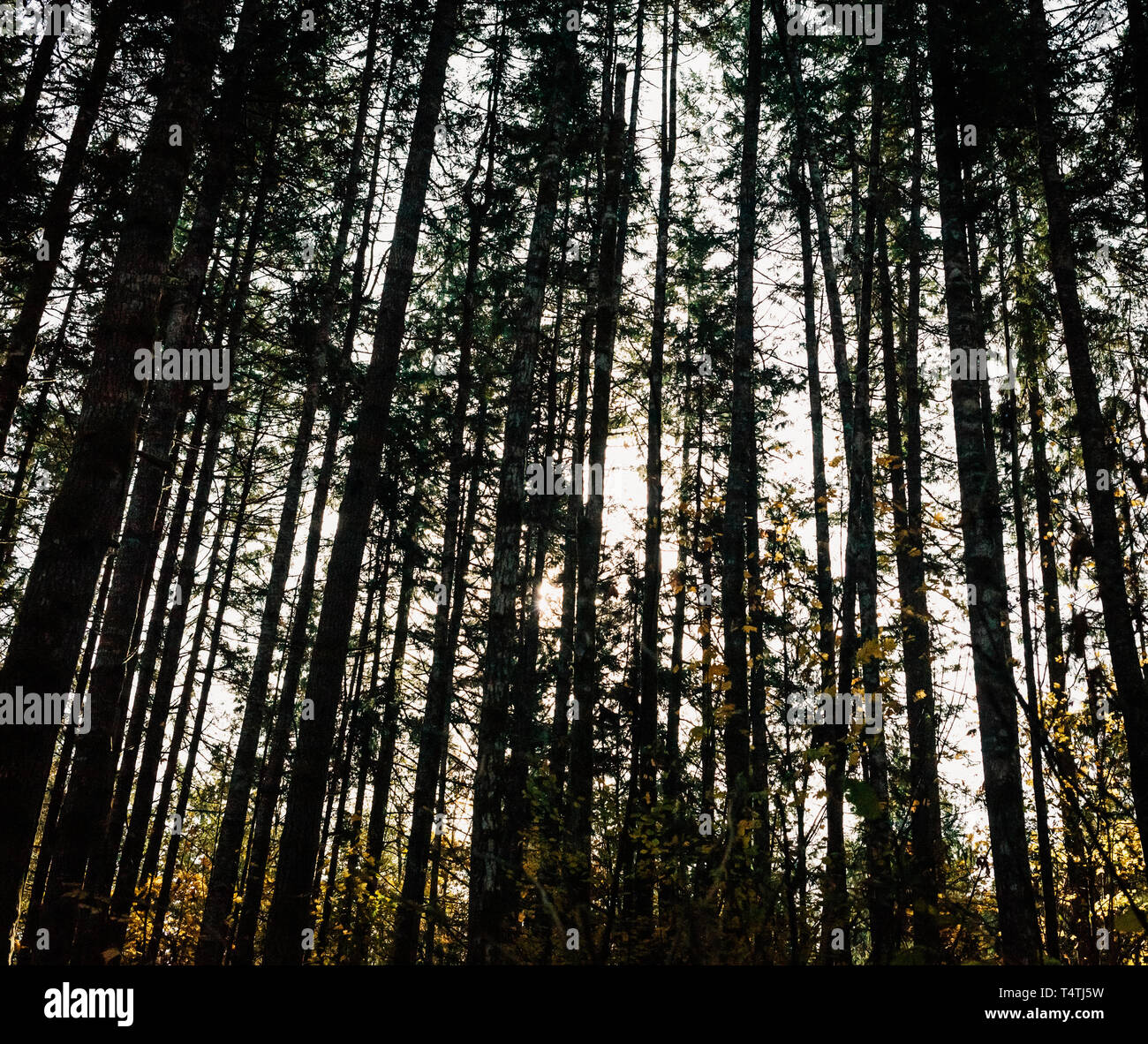 Pine forest silhouette hi-res stock photography and images - Alamy