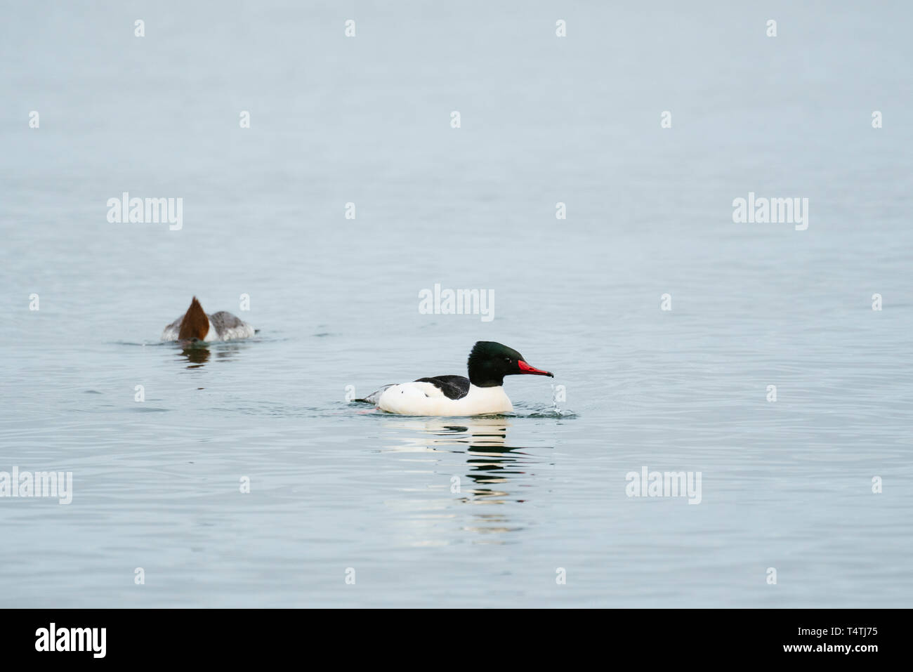 A male and female merganser fishing in the Puget Sound Stock Photo
