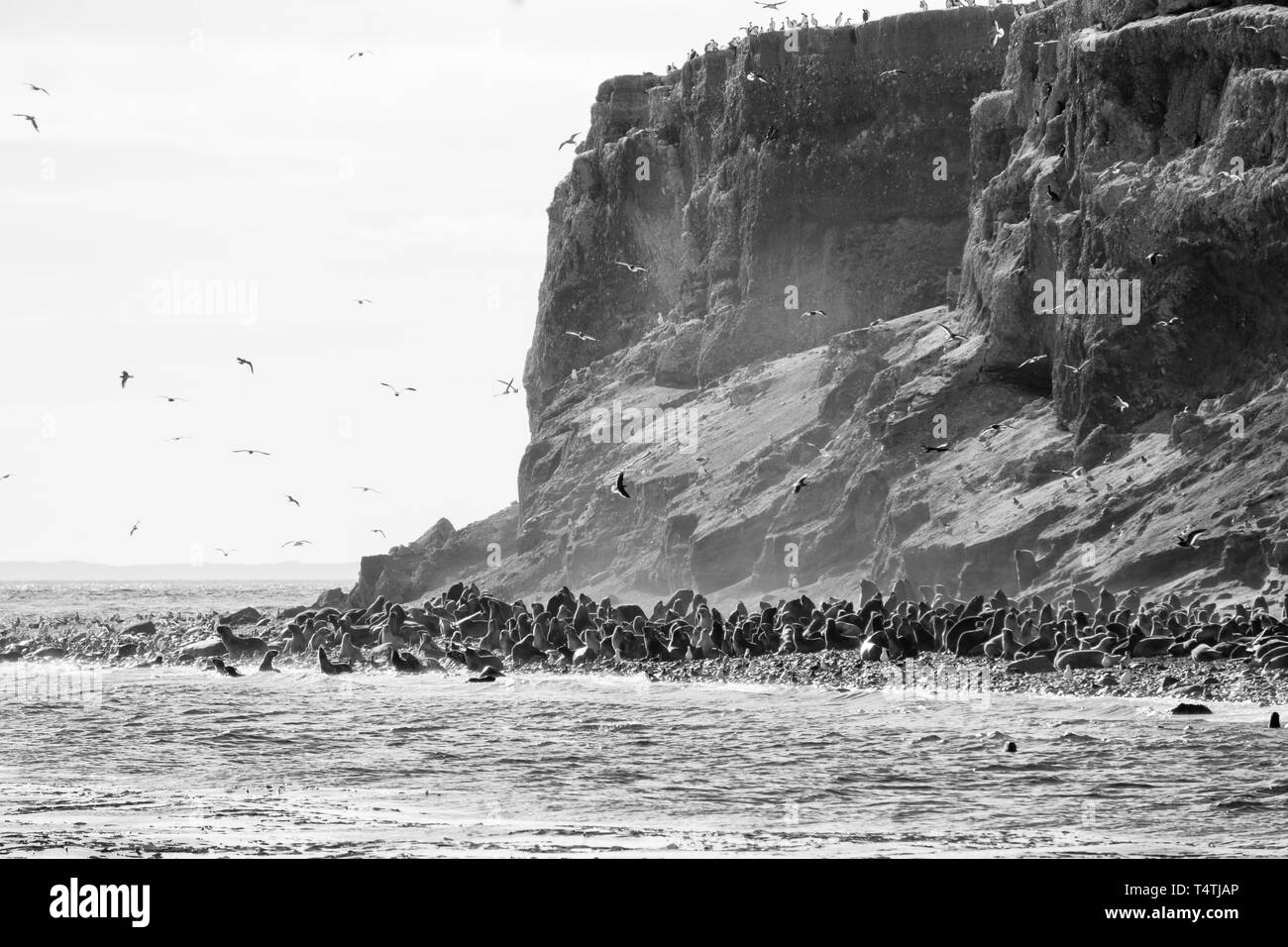 colonia de lobo marino sudamericano, -Otaria flavescens-, isla Marta, estrecho de Magallanes, Patagonia, República de Chile,América del Sur. Stock Photo