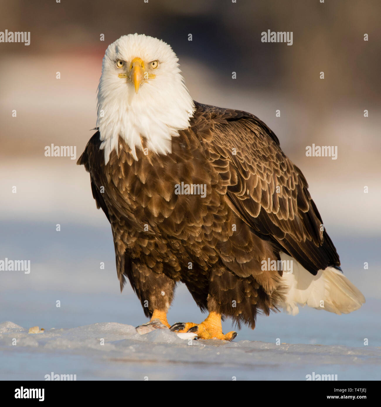 An adult bald eagle protects a fish on frozen Maine lake. Stock Photo