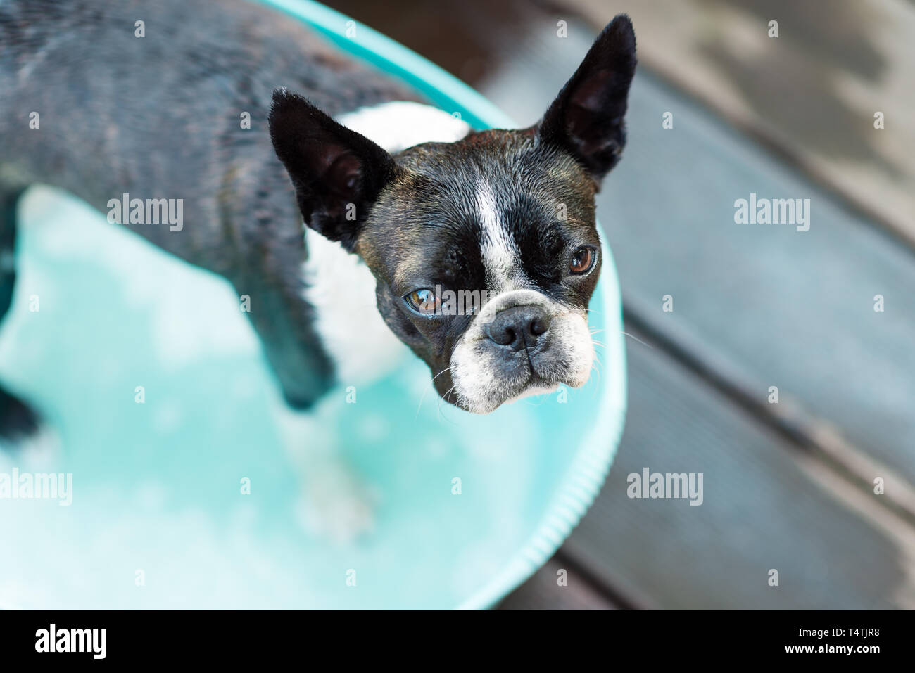 Do Boston Terriers Like Baths