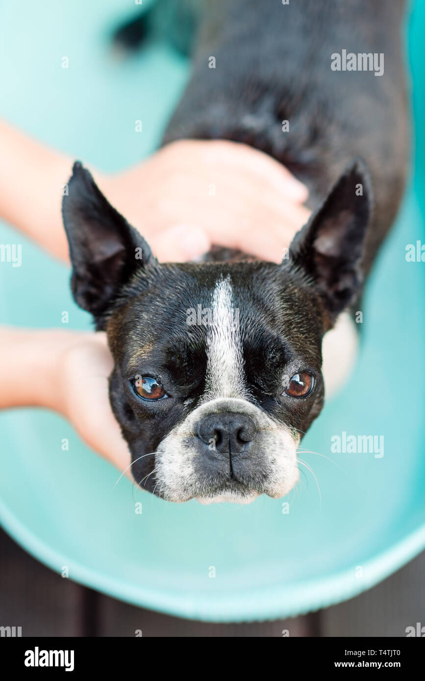 Tutor Styrke Skynd dig The boston terrier dog takes a bath on a hot summer day Stock Photo - Alamy
