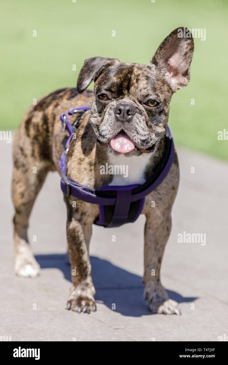 Brindle Frenchie male puppy head with one ear up and one ear down Stock ...