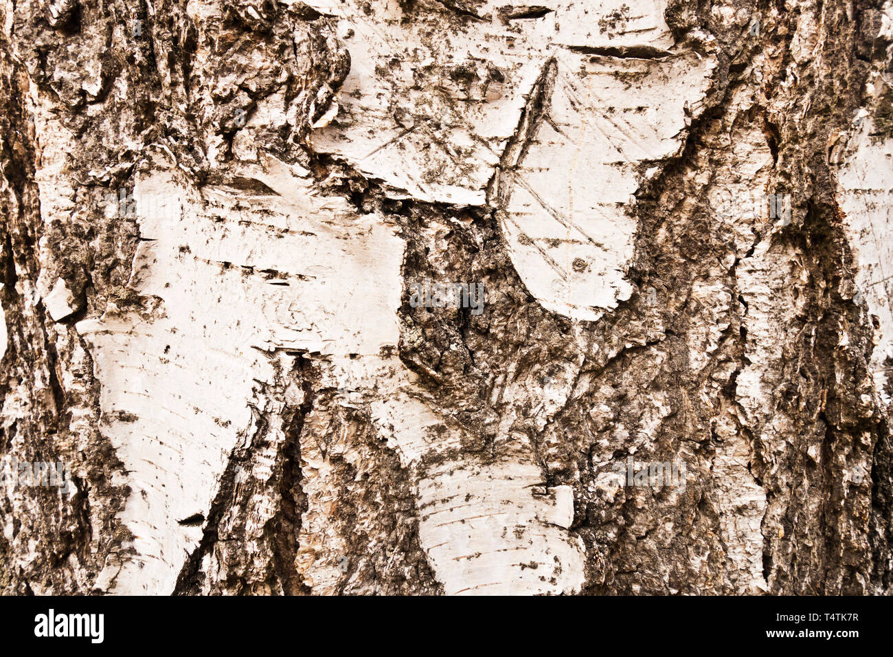 Birch tree bark Stock Photo Alamy
