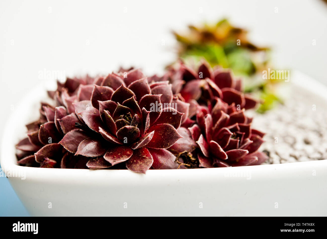 Sempervivum succulent plants in a bowl, close up Stock Photo