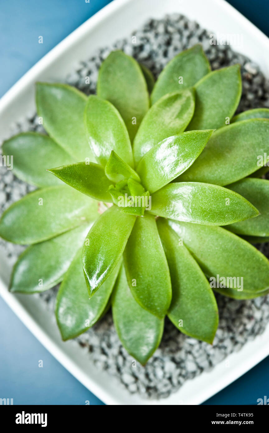 Echeveria succulent plant in a bowl Stock Photo