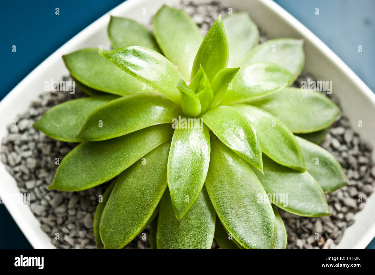 Echeveria succulent plant in a bowl Stock Photo