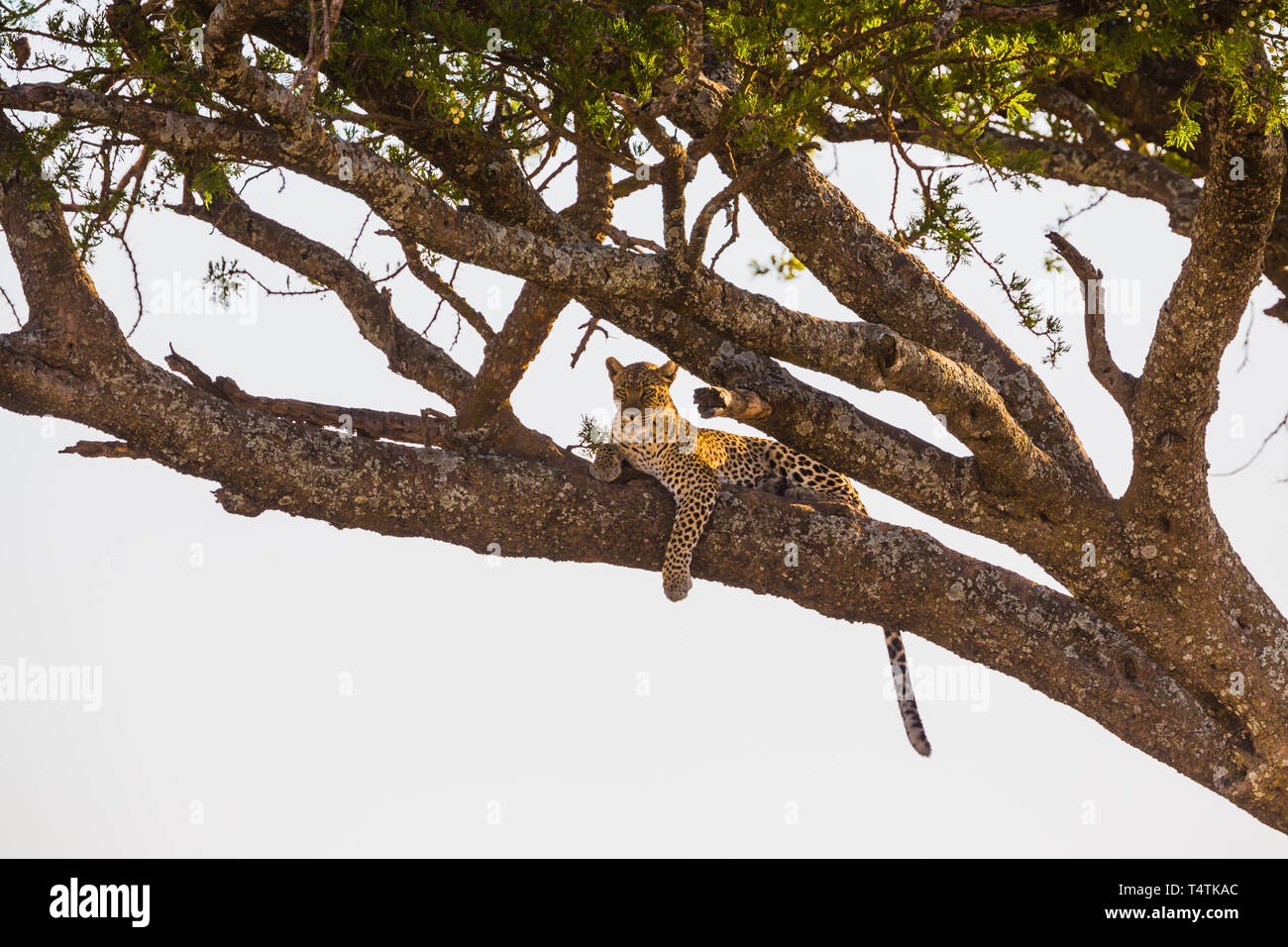 Leopard rests in a tree after meal Stock Photo