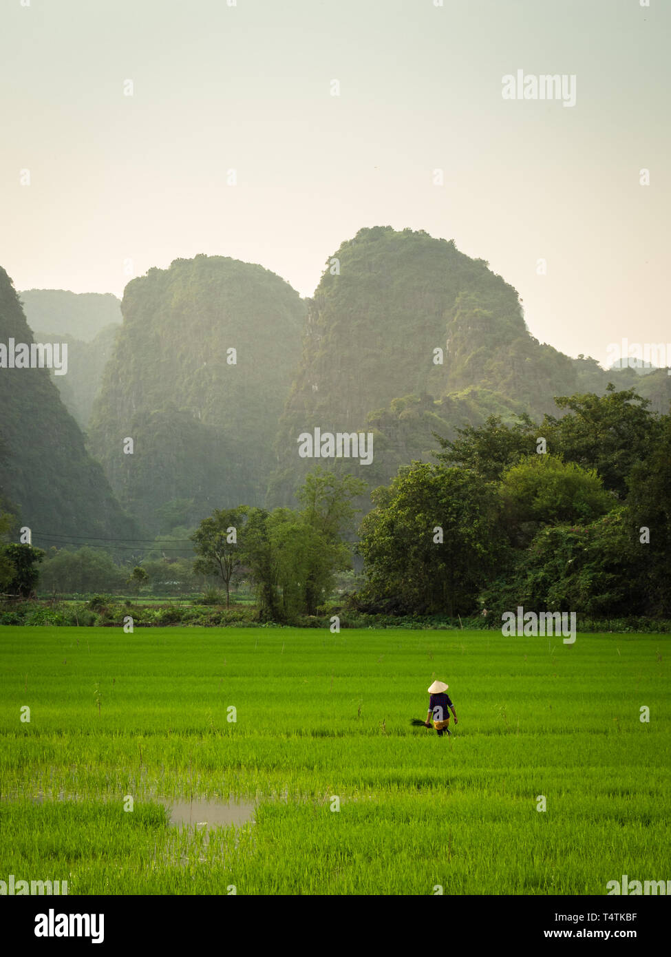 Female rice farmer with traditional conical hat in vibrant green wet rice field with karst hills in background, Tam Coc, Ninh Binh, Vietnam Stock Photo