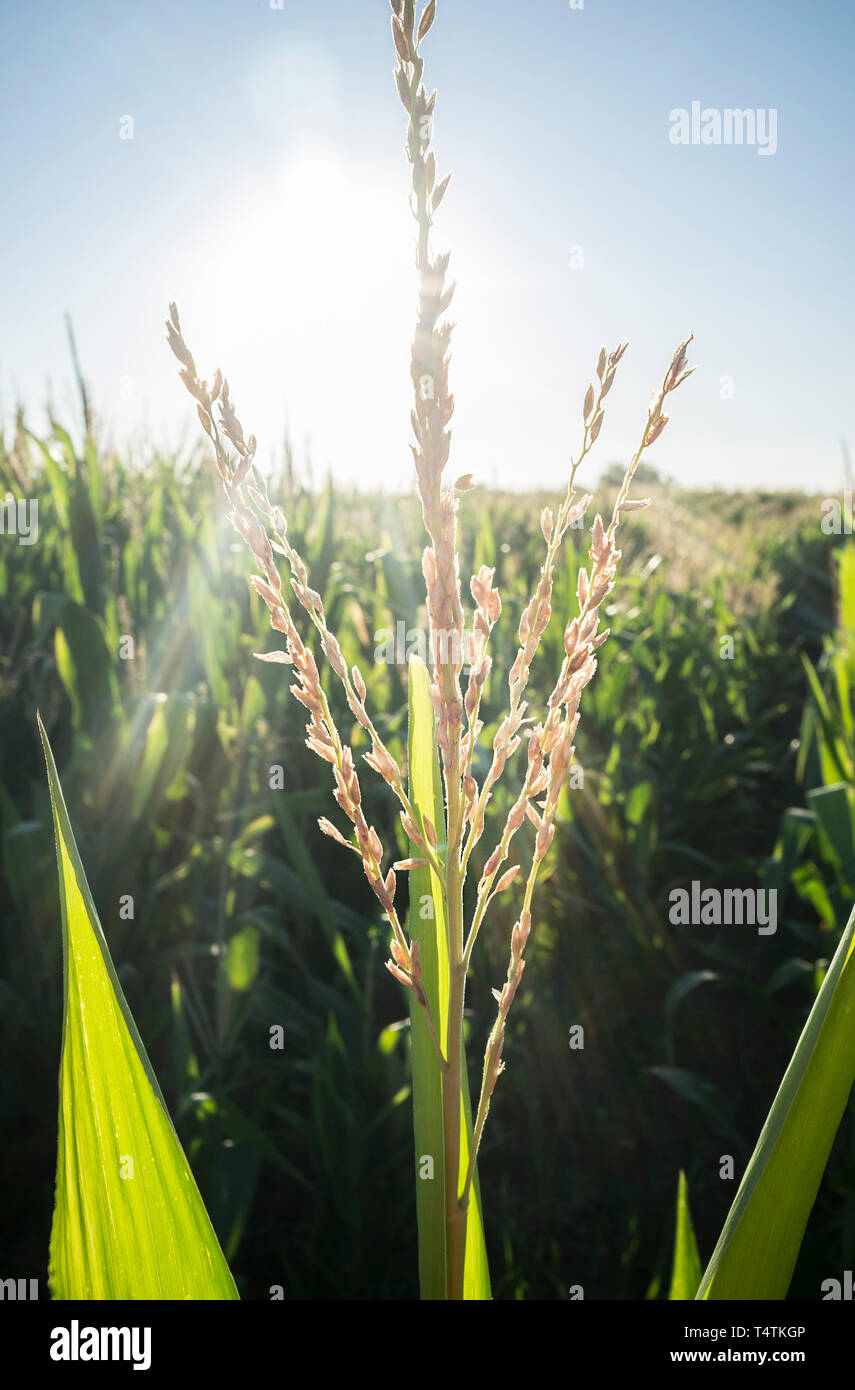 Corn tassel hires stock photography and images Alamy