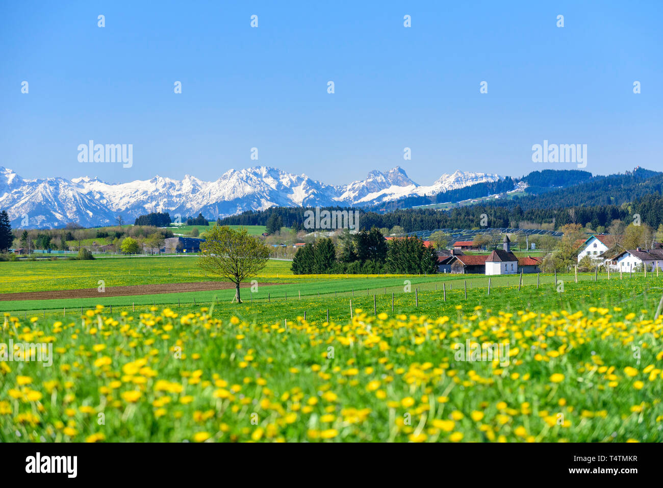 Blooming meadows and white mountains in upper bavaria in springtime Stock Photo