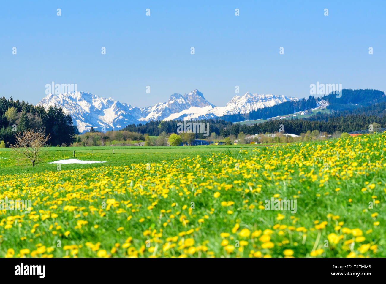 Blooming meadows and white mountains in upper bavaria in springtime Stock Photo