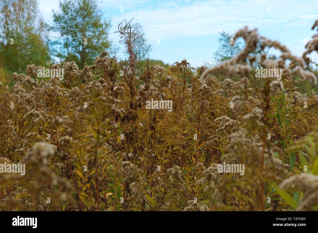 autumn period, withered grass, autumn grass Stock Photo