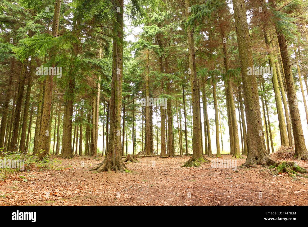 Pine Forest. A Forest of Pine Trees Stock Photo