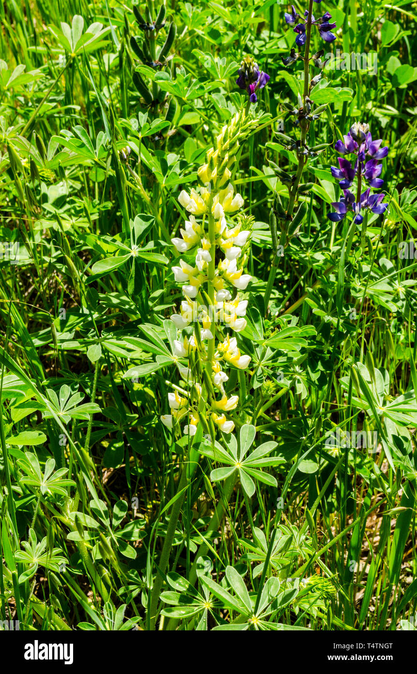 Yellow Lupine grows at the roadside in the Capay Valley of California USA an easy day trip from San Francisco Stock Photo