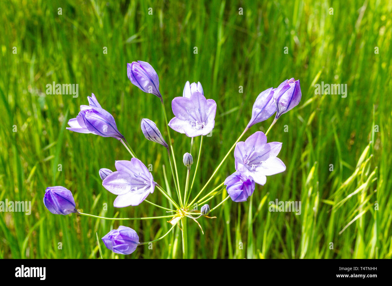 Ithuriel's Spear (Triteleia laxa) in the Capay Valley of California USA a scenic day trip  from San Francisco Stock Photo