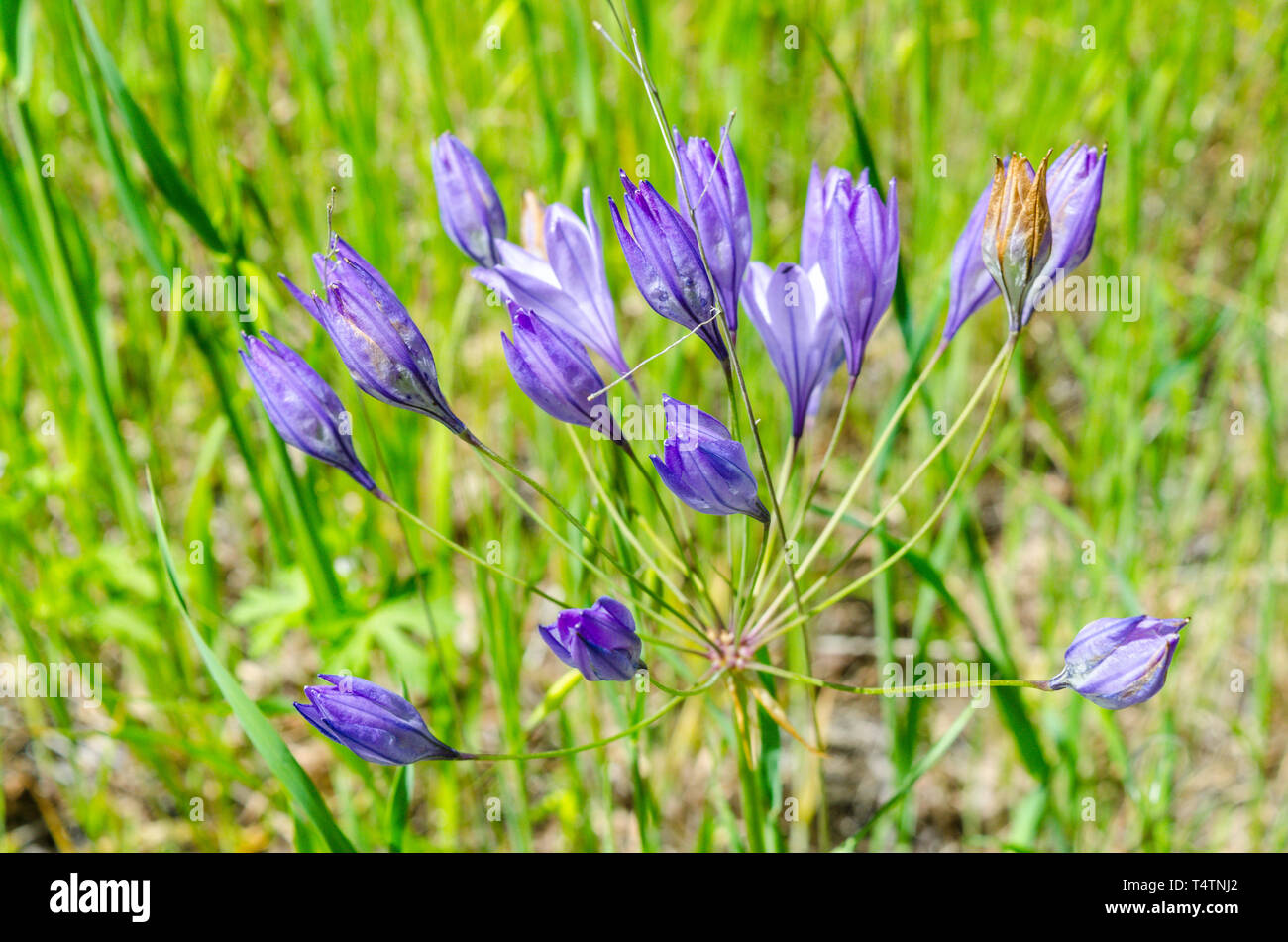 Ithuriel's Spear (Triteleia laxa) in the Capay Valley of California USA a scenic day trip  from San Francisco Stock Photo