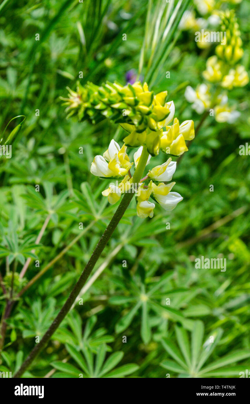 Yellow Lupine grows at the roadside in the Capay Valley of California USA an easy day trip from San Francisco Stock Photo