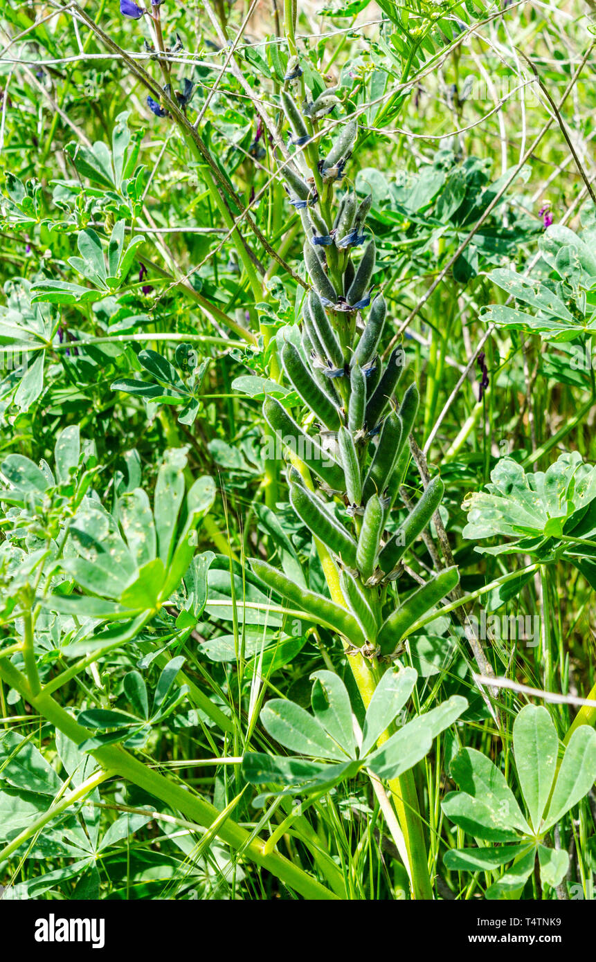 Lupin bean pod in the Capay Valley of California USA Stock Photo