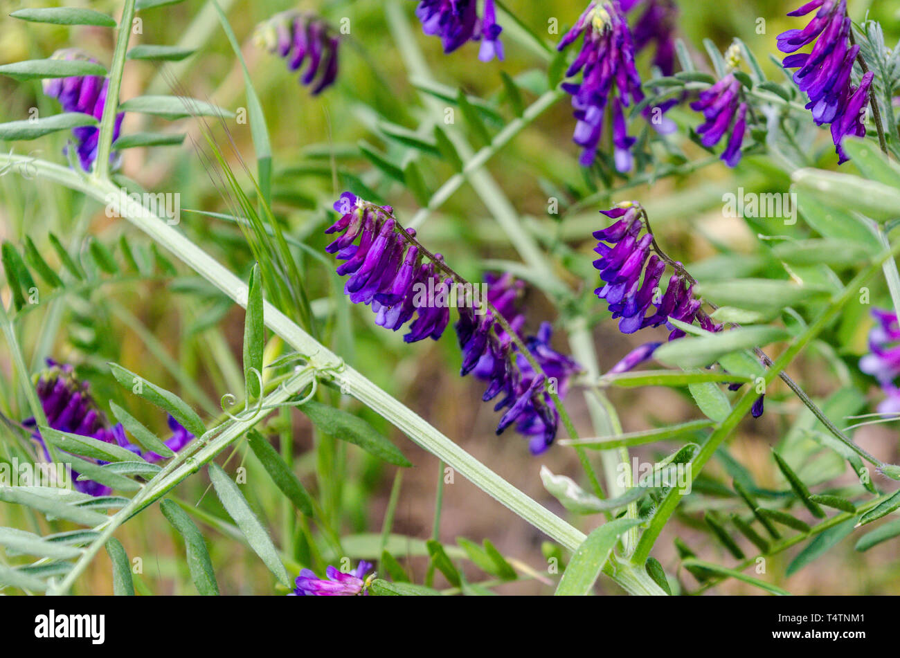 Vetch growing in the Capay Valley of California USA Stock Photo