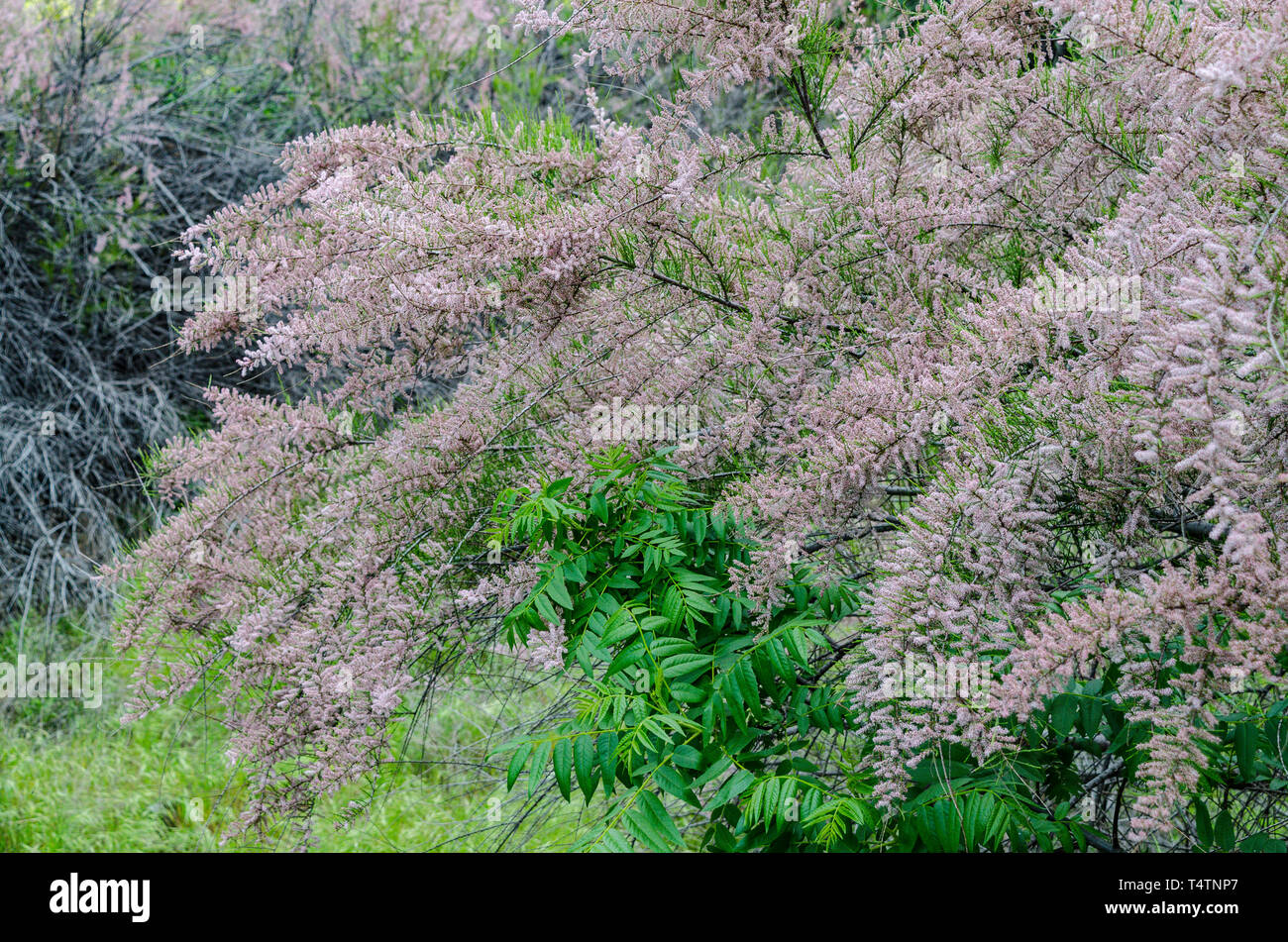 Tamarisk pink blossoms stand out along the shore of Cache Creek in the Capay Valley of California an easy day trip from the Bay Area Stock Photo