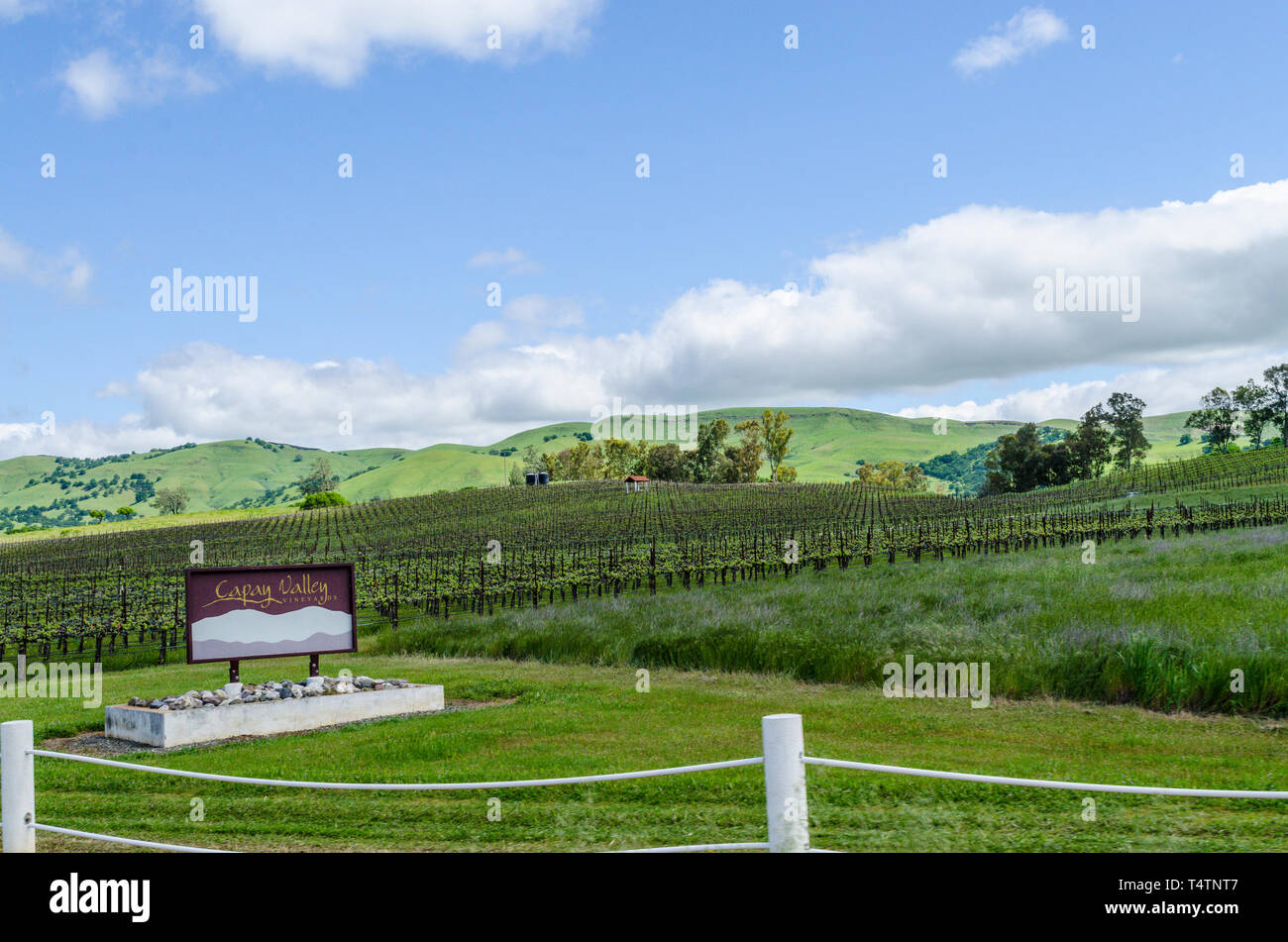 The vines of Capay Valley Vineyards in the Capay Valley of California USA an easy day trip from San Francisco Stock Photo