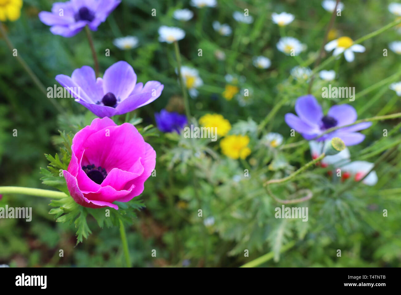 Abstract image poppies in poppy hi-res stock photography and images - Alamy