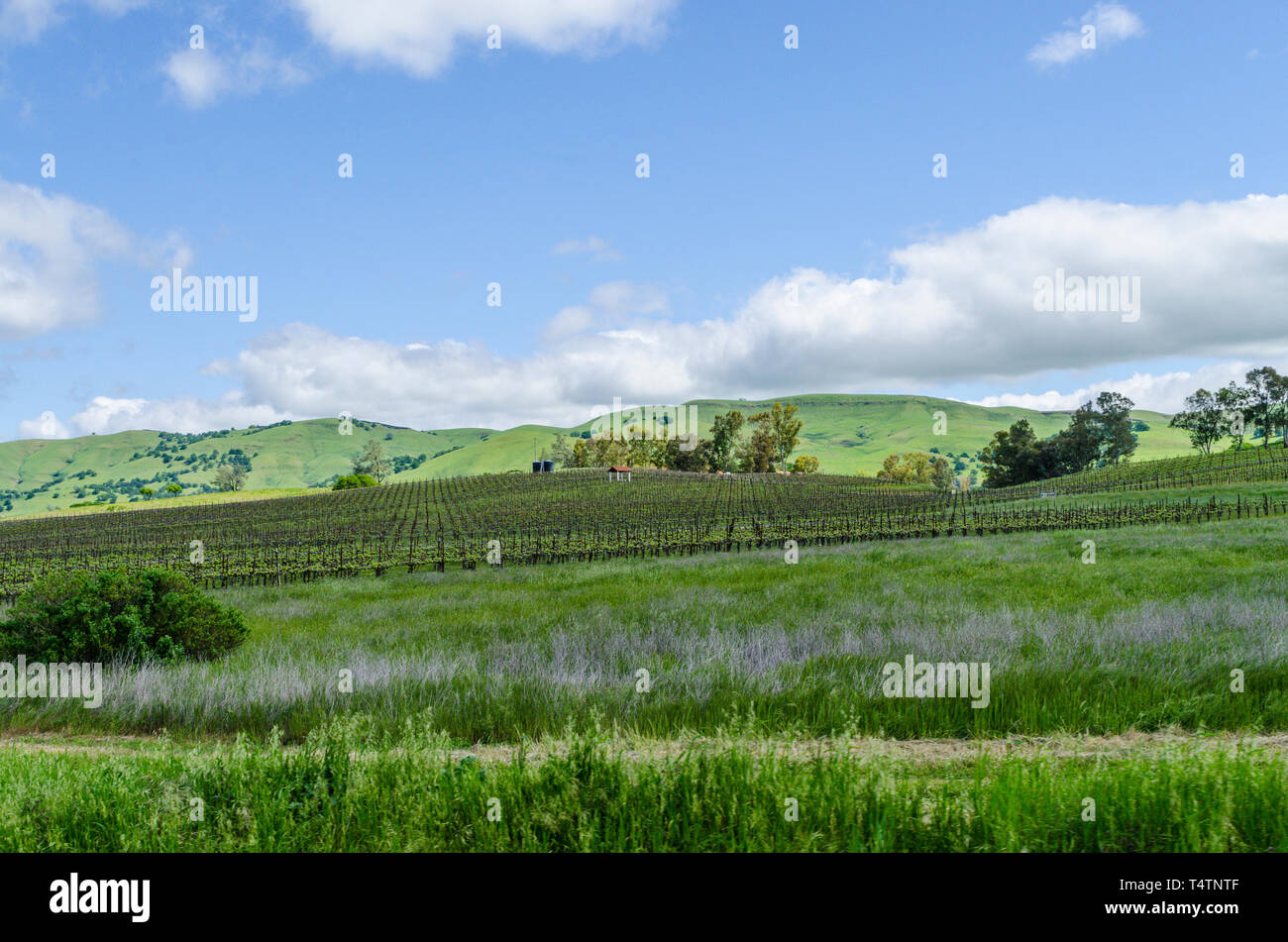 The vines of Capay Valley Vineyards in the Capay Valley of California USA an easy day trip from San Francisco Stock Photo