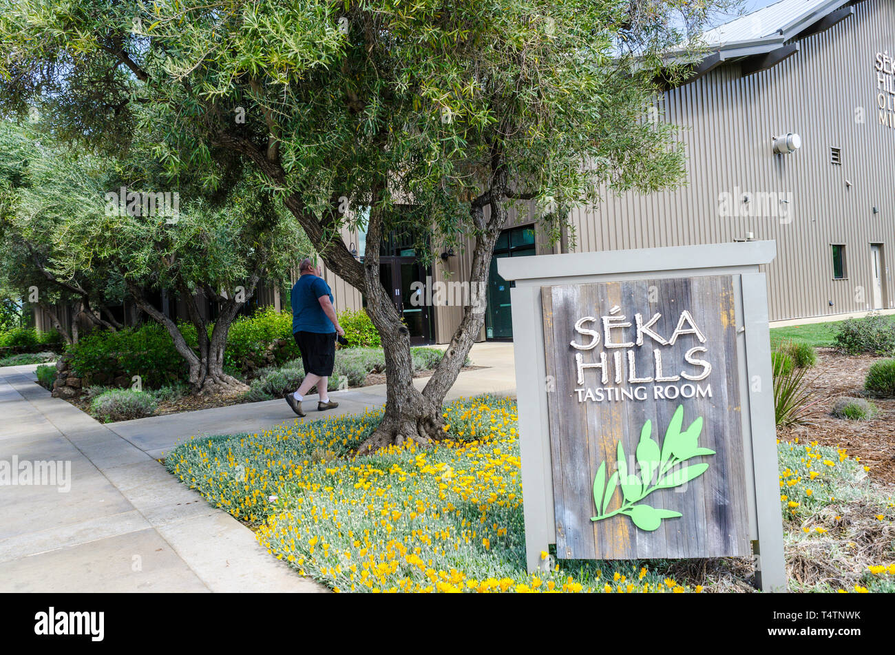 Seka Hills Olive Mill with a tasting room and retail store for their products in the Capay Valley of California USA, a perfect day trip from San Fran Stock Photo