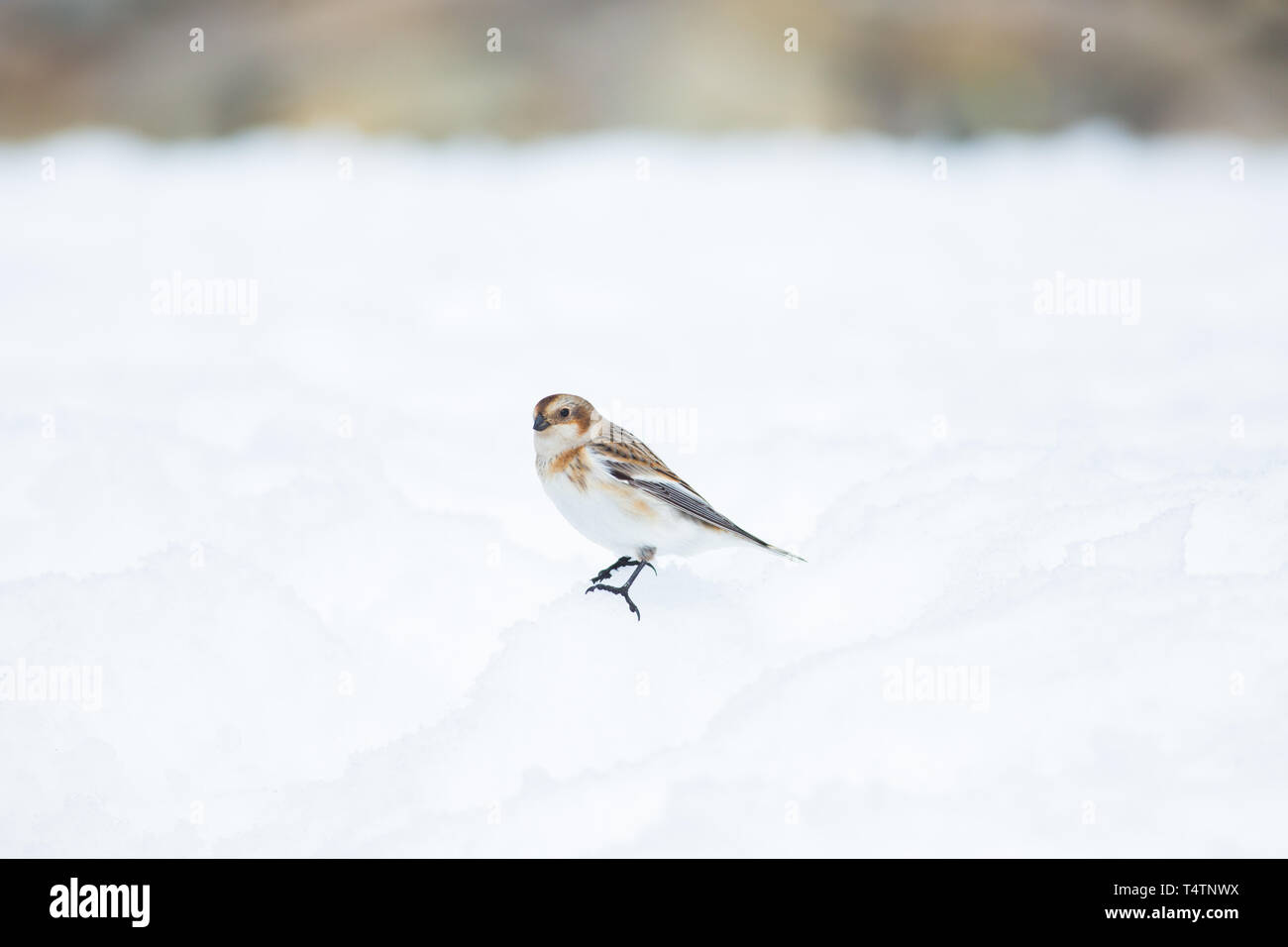 Snow bunting on Ben Nevis, an arctic bird they exist on mountaintops in Scotland Stock Photo