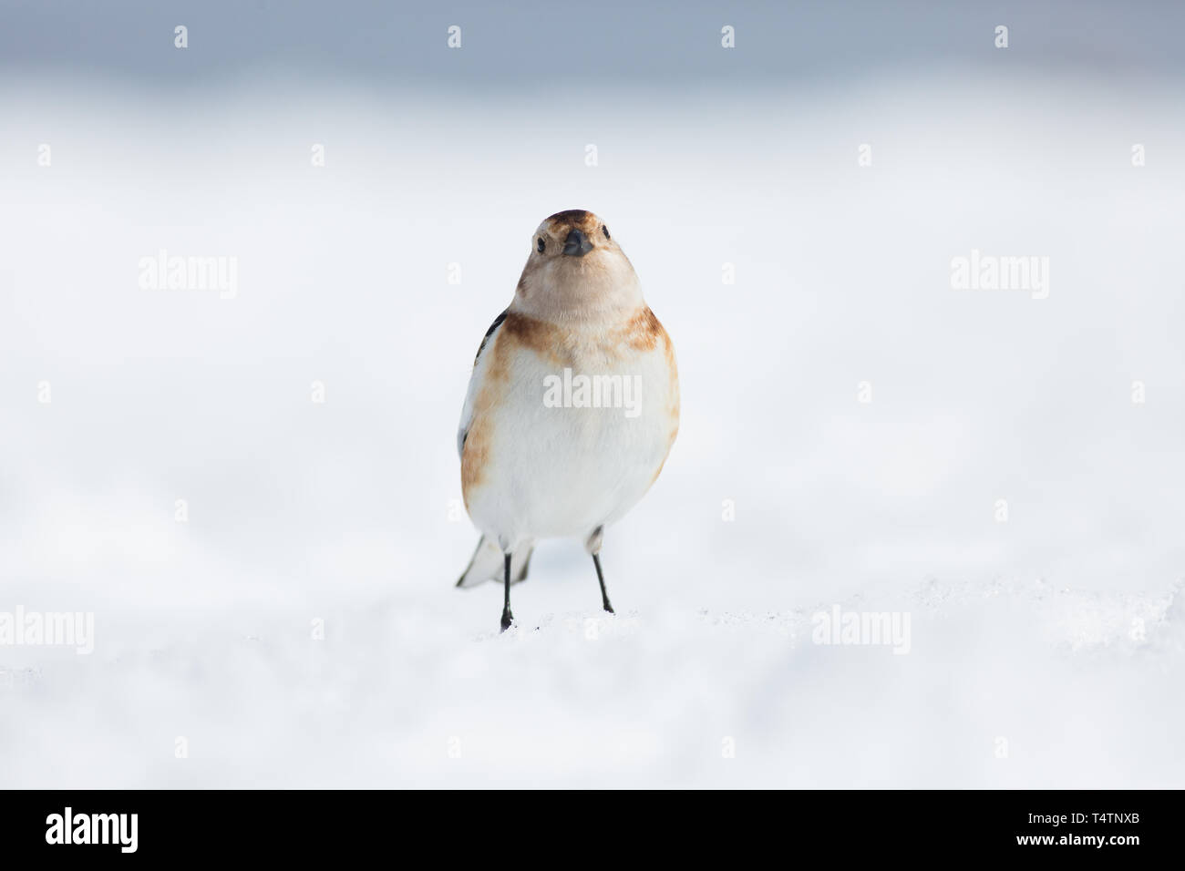 Snow bunting on Ben Nevis, an arctic bird they exist on mountaintops in Scotland Stock Photo