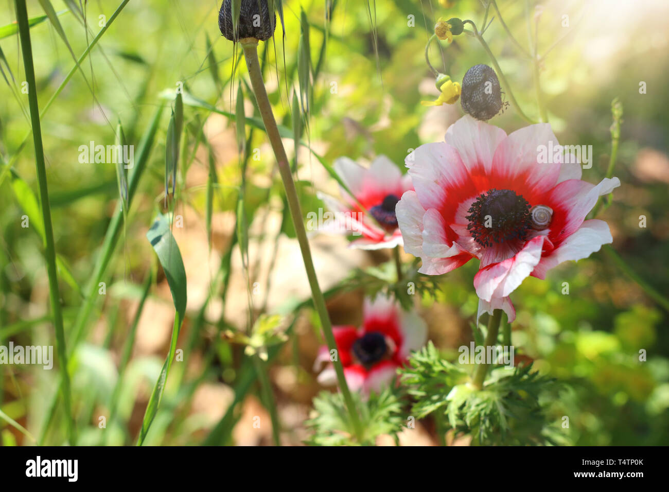Abstract image poppies in poppy hi-res stock photography and images - Alamy