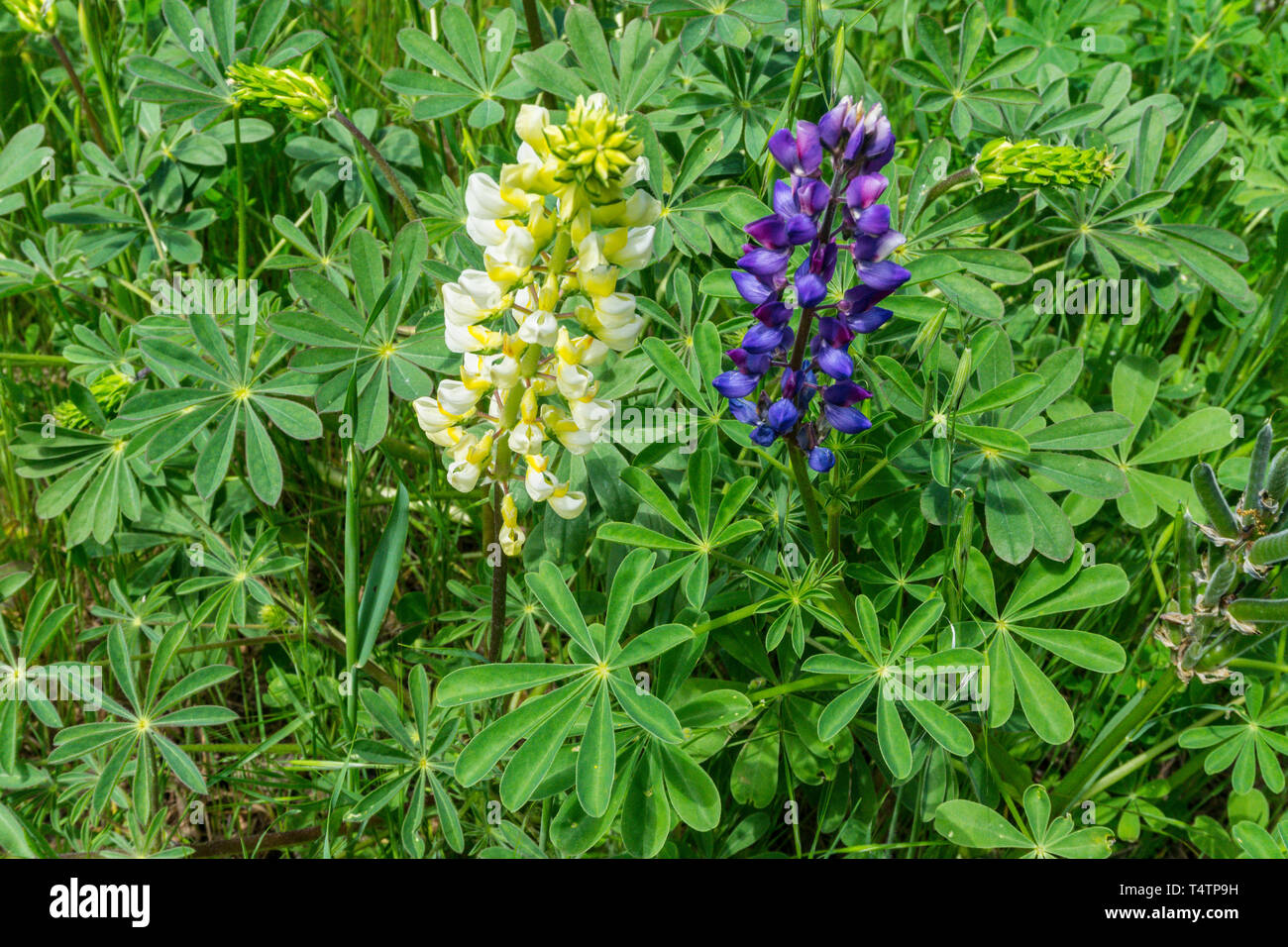 Yellow and Purple Lupine growing side by side in the Capay Valley of California USA a wonderful day trip from San Francisco Stock Photo