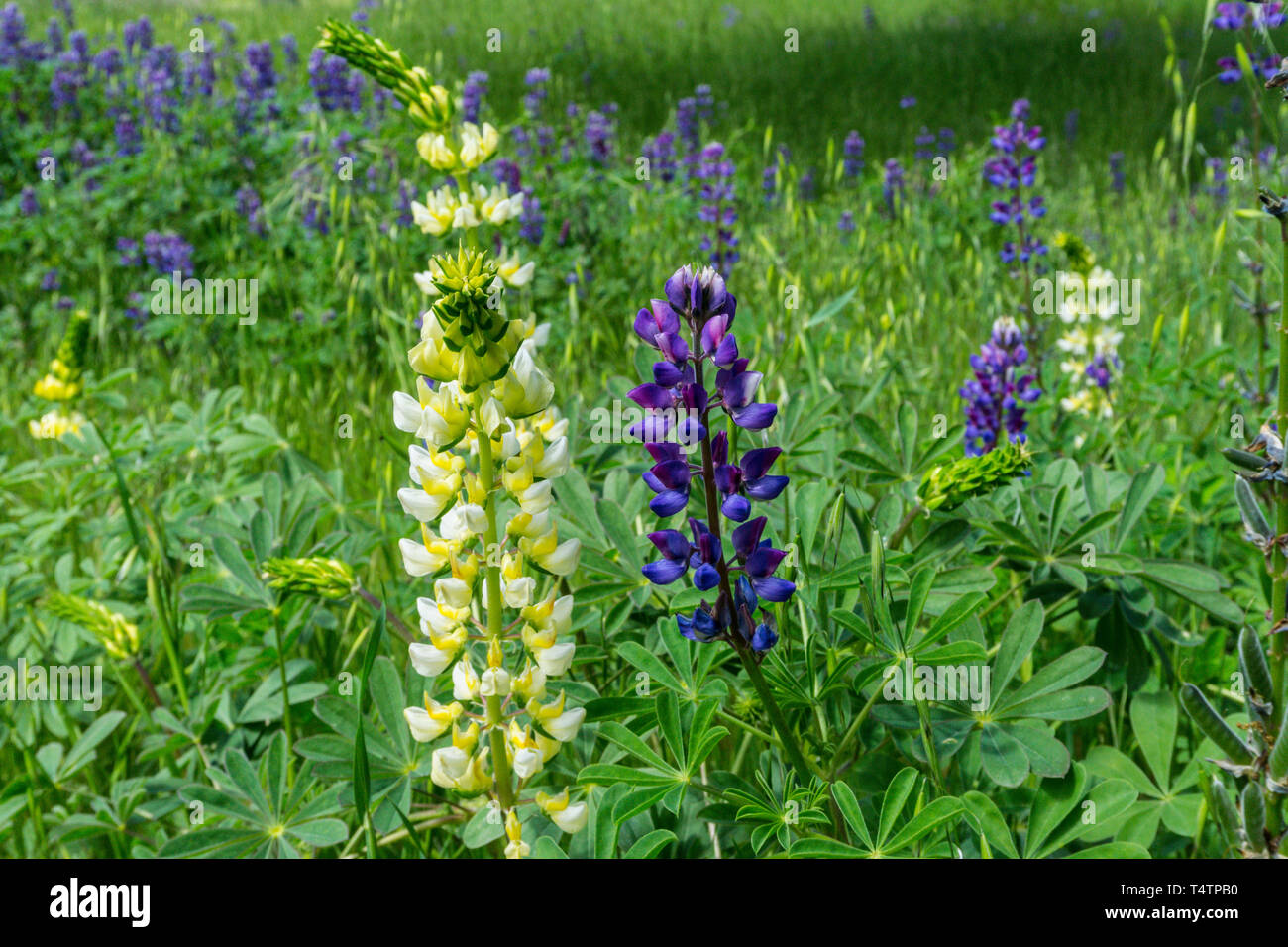 Yellow and Purple Lupine growing side by side in the Capay Valley of California USA a wonderful day trip from San Francisco Stock Photo
