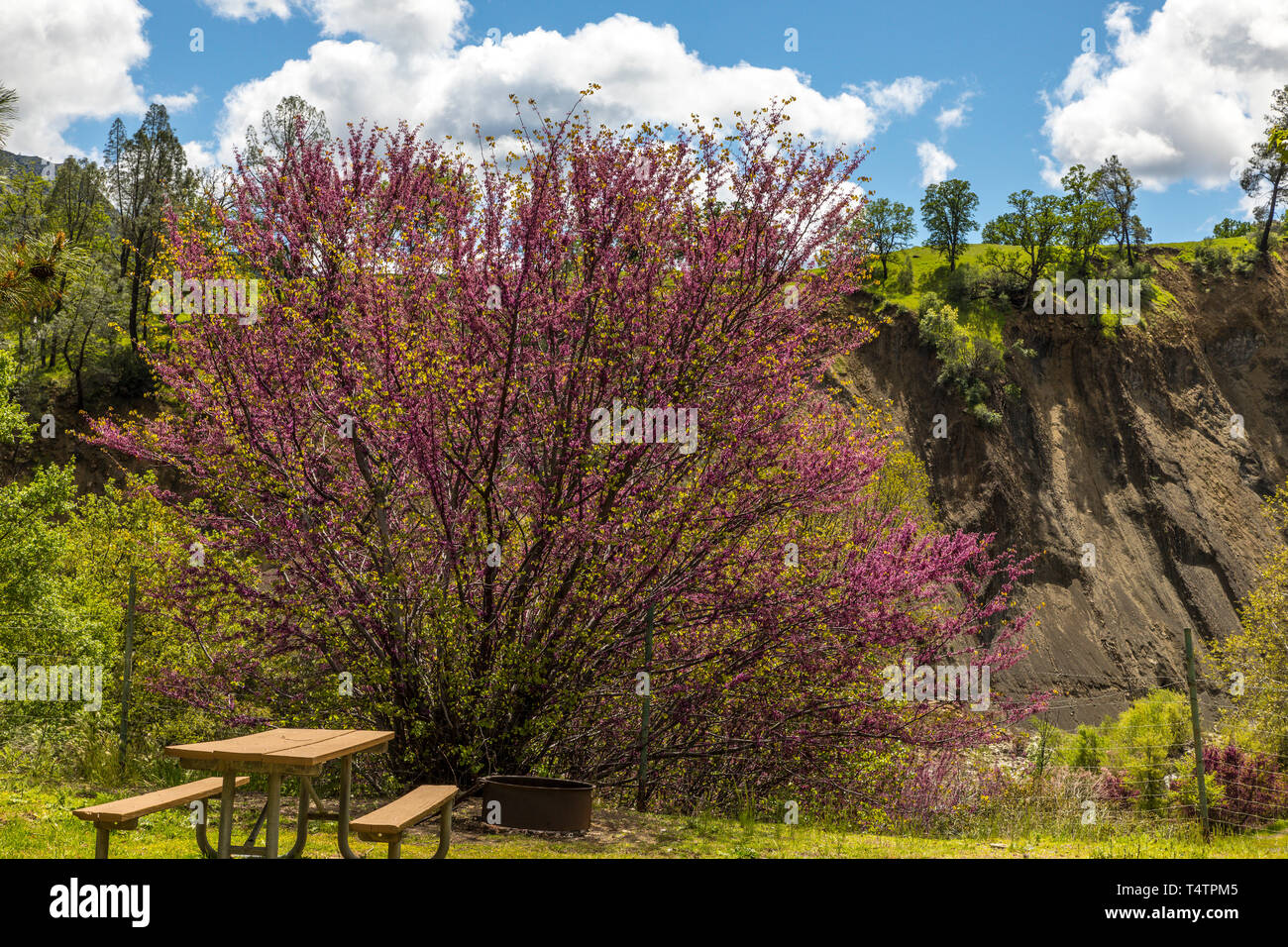 Western Redbud (Cercis occidentalis) blossoms at a campground in the Capay Valley of California USA Stock Photo