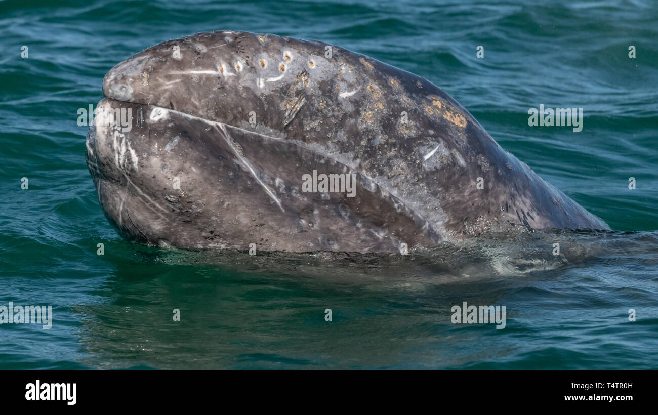 Gray whale (Eschrichtius robustus) surfacing in Baja California, Mexico. Stock Photo
