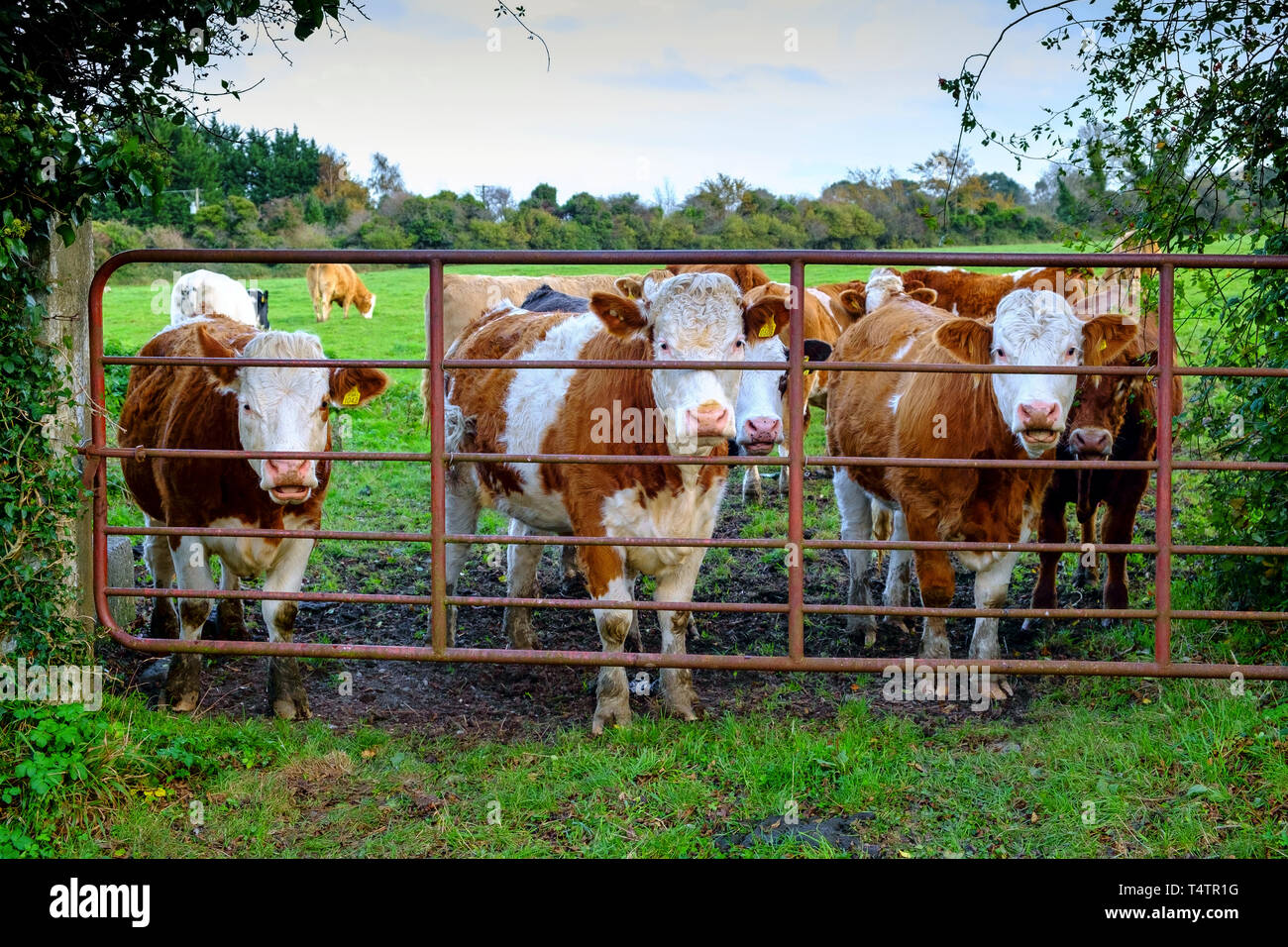 Cow head gate hires stock photography and images Alamy