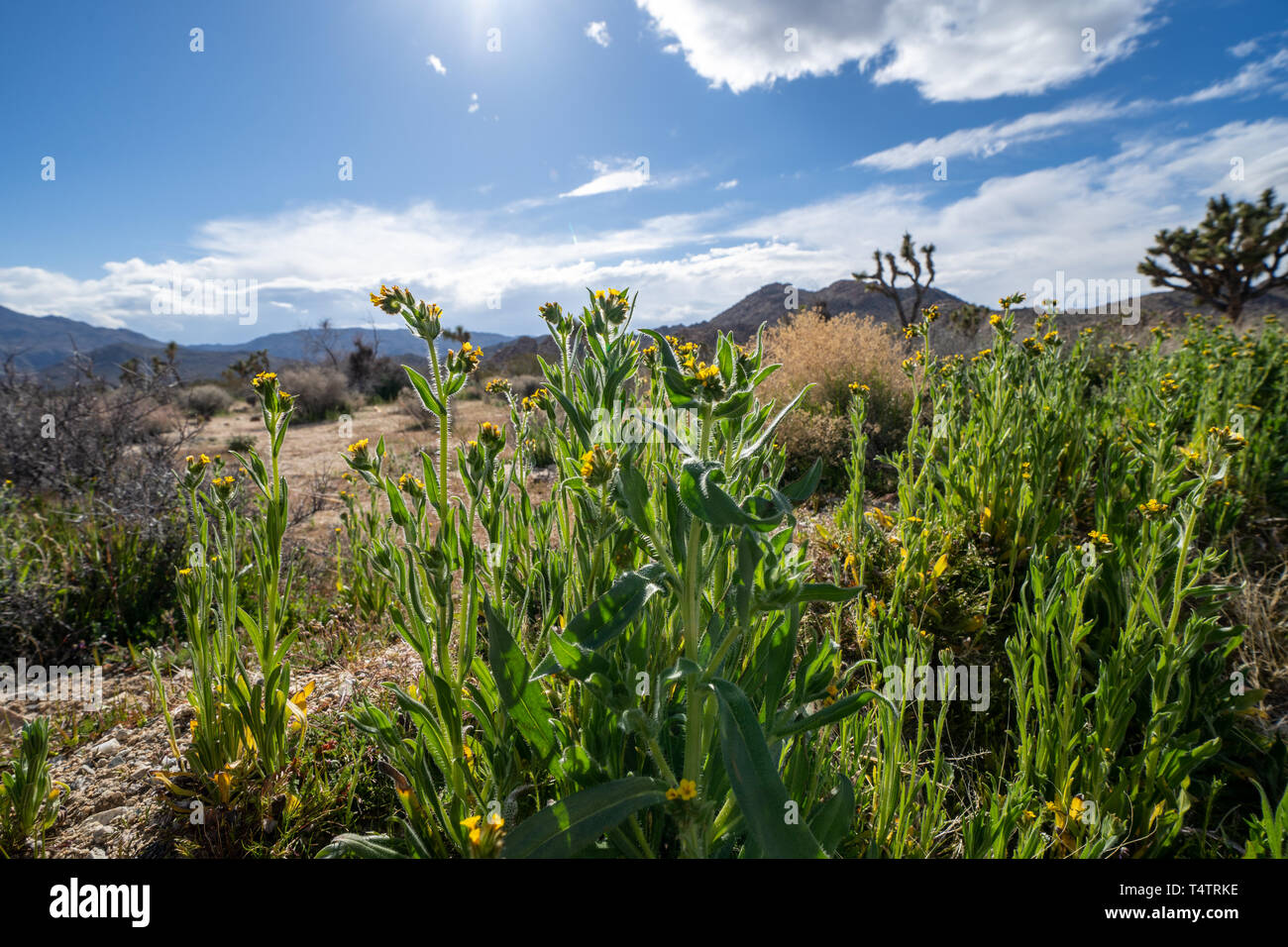 Amsinckia grandiflora is a species of fiddleneck wildflower. Taken in ...