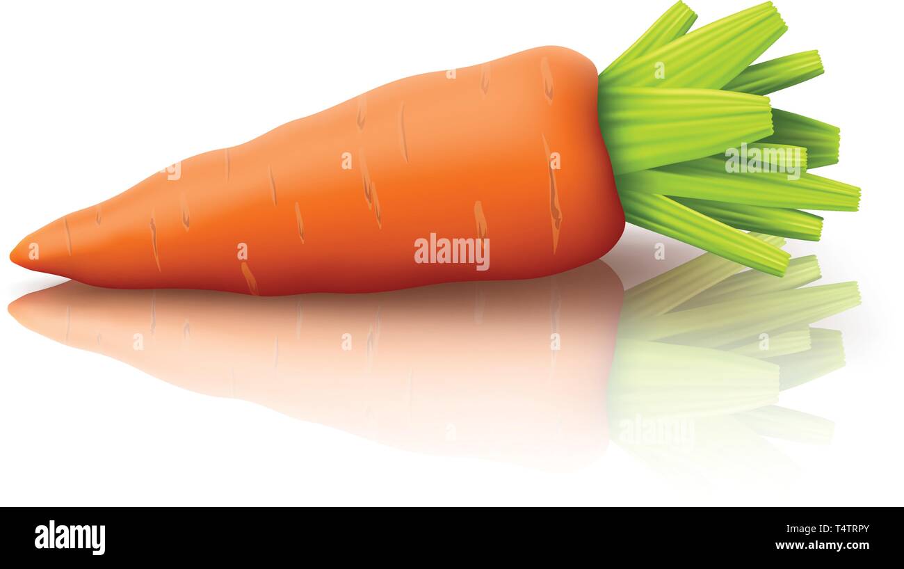 carrot on white Stock Vector