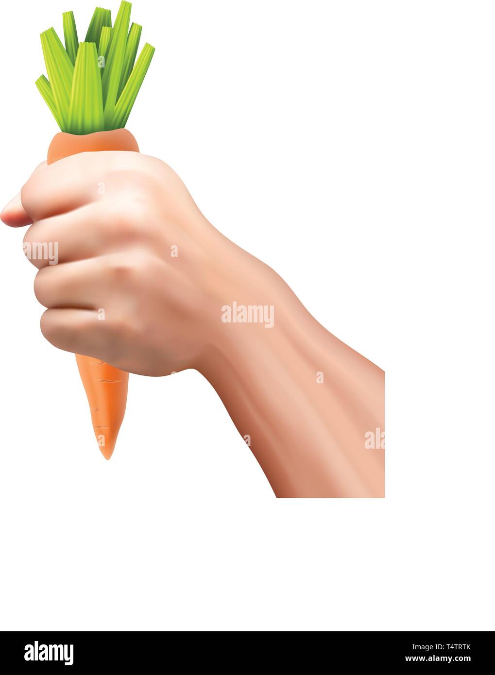 carrot in hand 01 Stock Vector