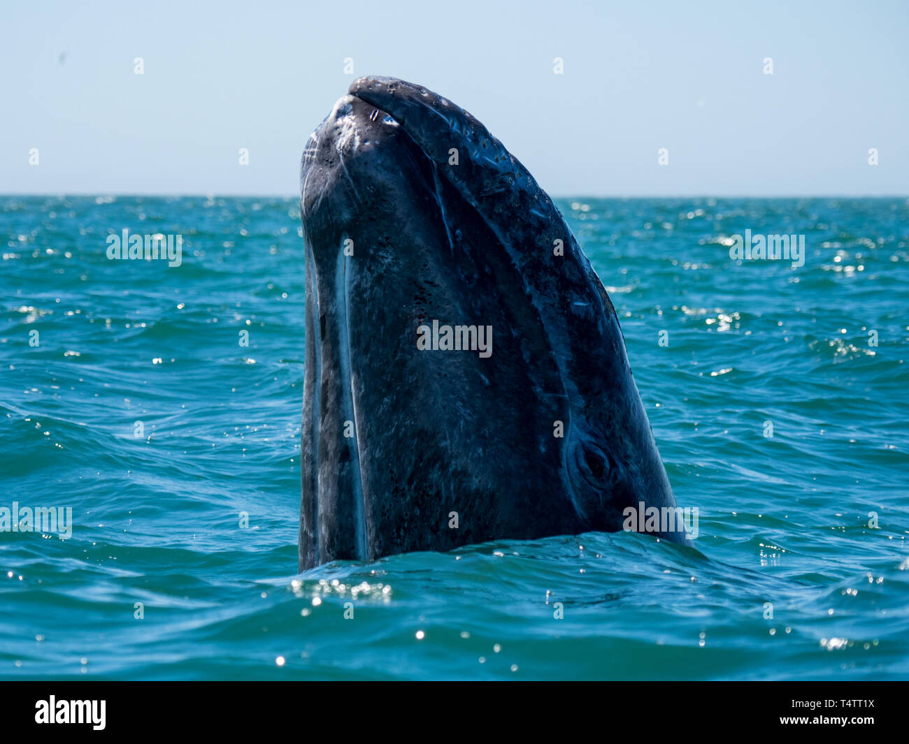 A curious gray whale and excited nature tourists in San Ignacio lagoon, Baja California Sur, Mexico Stock Photo