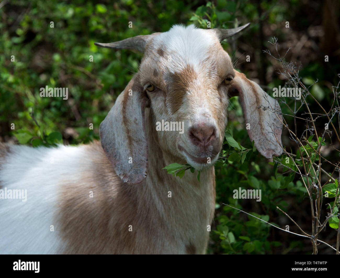A 'targeted grazing' or 'conservation grazing' goat takes a break from nibbling on a plants in Southwoods Park, West Des Moines, Iowa Stock Photo