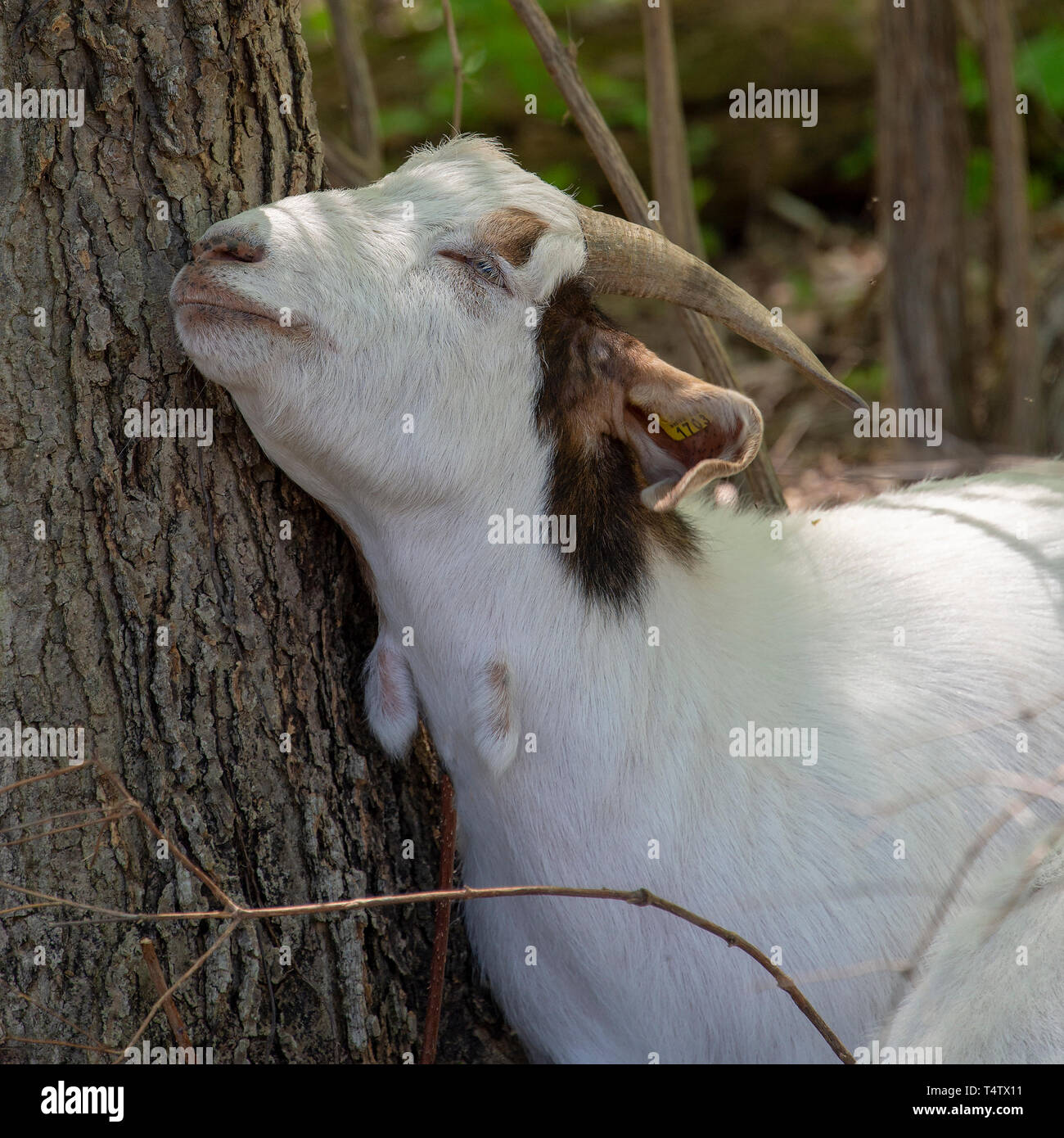 Grazing goat tree hires stock photography and images Alamy