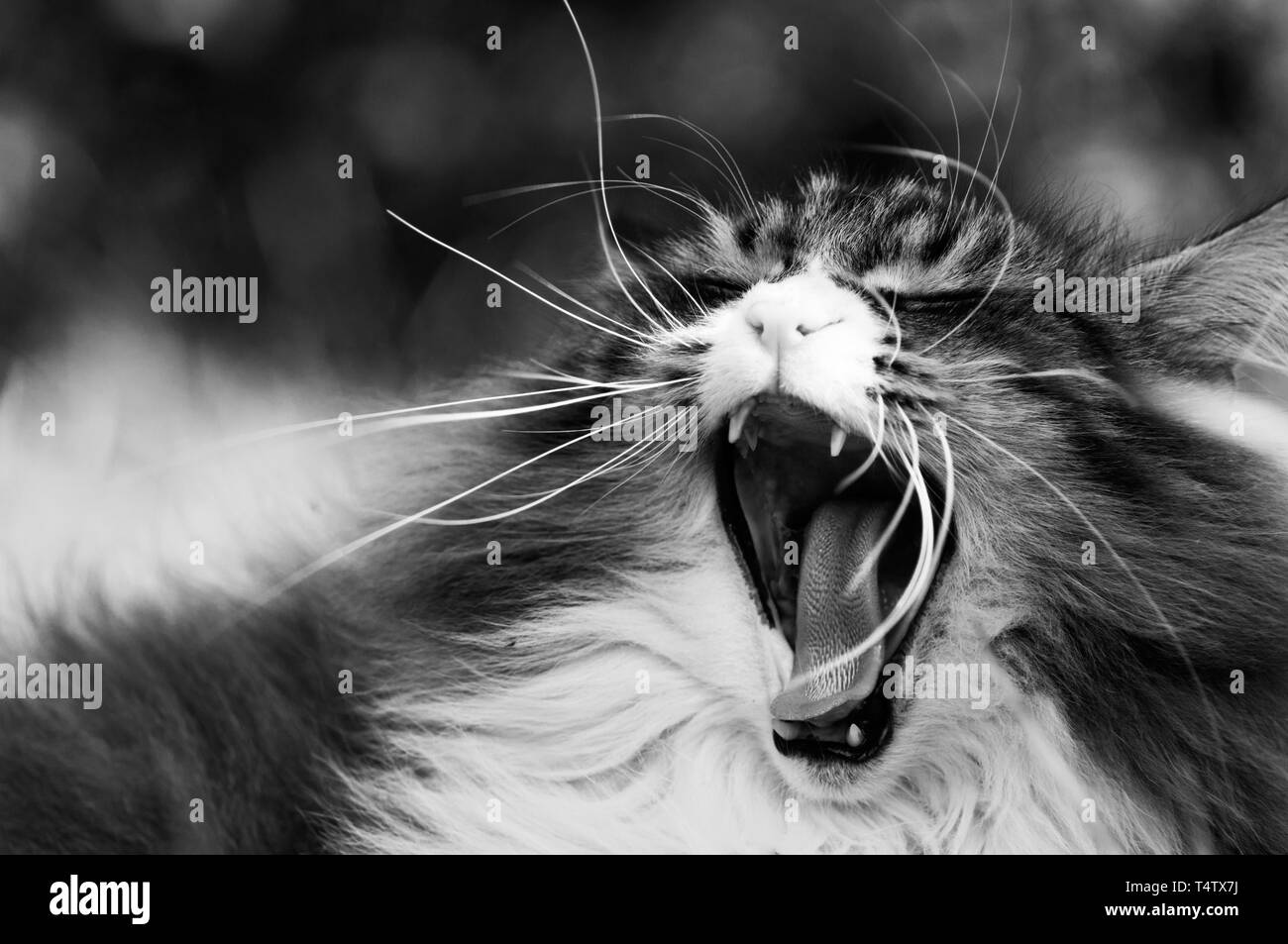 Beautiful norwegian forest cat yawning in a monochrome image. His mouth is open and many long whiskers are all around his nose Stock Photo