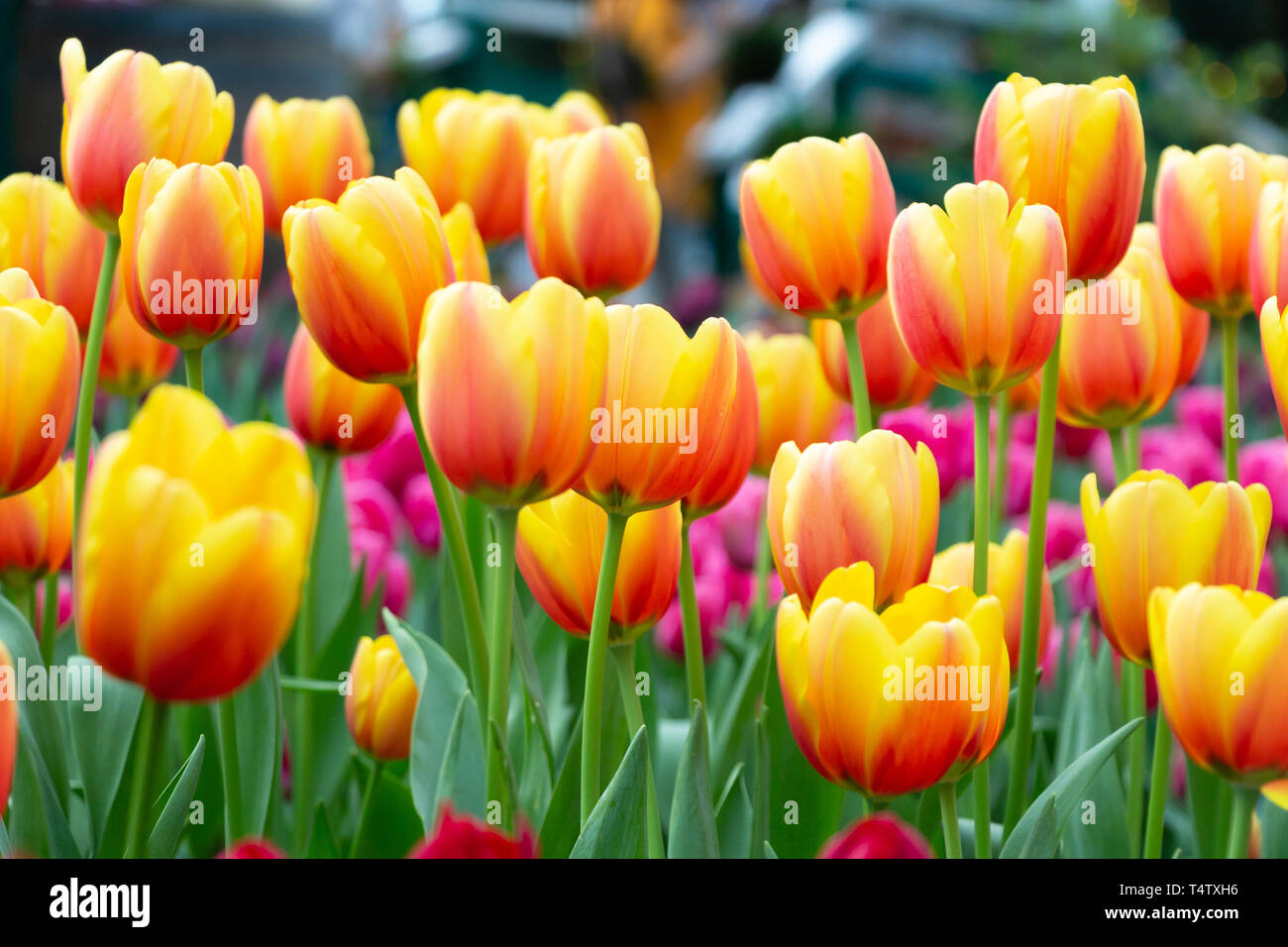 Tulip flowers in garden . Orange and pink color . Stock Photo
